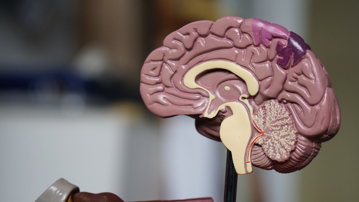 Vitamin K Hybrids That Push Brain Stem Cells Toward Neurons